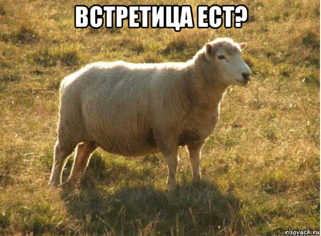 встретица ест? , Мем Типичная овца