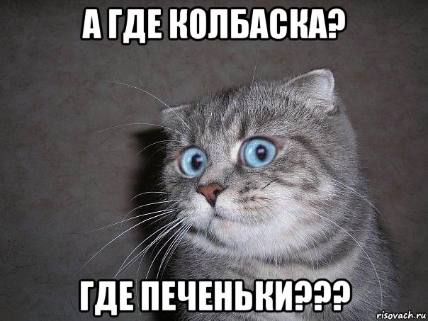 а где колбаска? где печеньки???, Мем  удивлённый кот