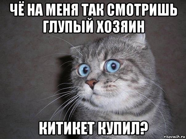 чё на меня так смотришь глупый хозяин китикет купил?, Мем  удивлённый кот