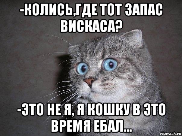 -колись,где тот запас вискаса? -это не я, я кошку в это время ебал..., Мем  удивлённый кот