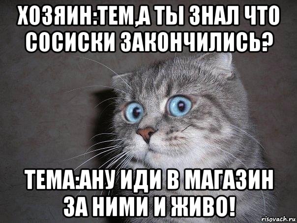 хозяин:тем,а ты знал что сосиски закончились? тема:ану иди в магазин за ними и живо!, Мем  удивлённый кот