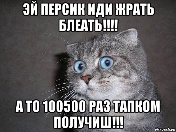 эй персик иди жрать блеать!!!! а то 100500 раз тапком получиш!!!, Мем  удивлённый кот