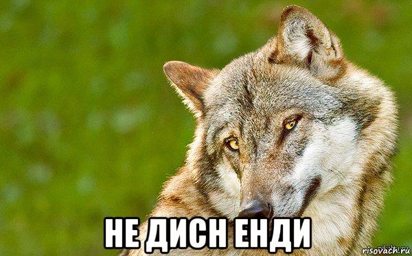  не дисн енди, Мем   Volf