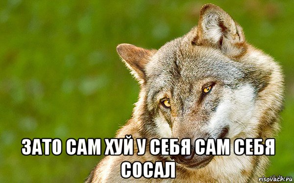  зато сам хуй у себя сам себя сосал, Мем   Volf