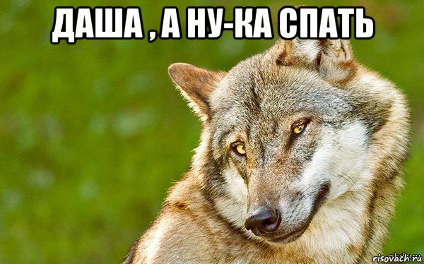 даша , а ну-ка спать , Мем   Volf