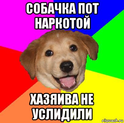 собачка пот наркотой хазяива не услидили, Мем Advice Dog