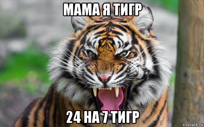 мама я тигр 24 на 7 тигр, Мем ДЕРЗКИЙ ТИГР