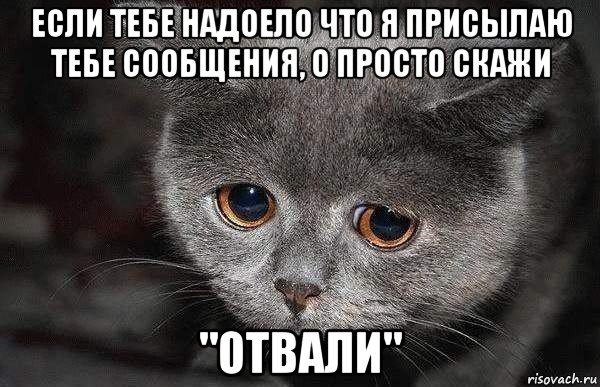 если тебе надоело что я присылаю тебе сообщения, о просто скажи "отвали", Мем  Грустный кот