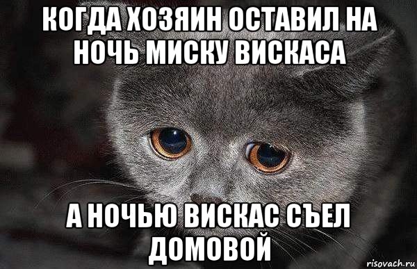 когда хозяин оставил на ночь миску вискаса а ночью вискас съел домовой, Мем  Грустный кот