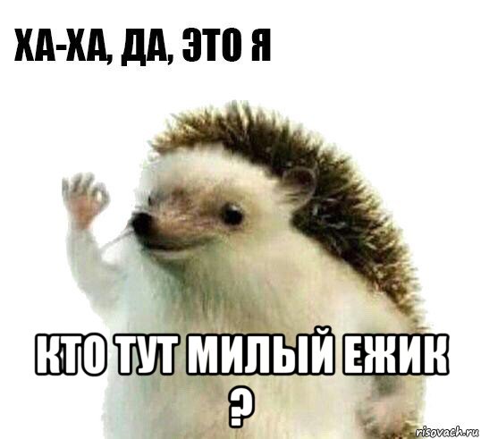  кто тут милый ежик ?