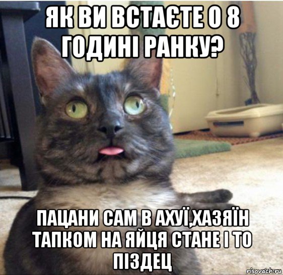 як ви встаєте о 8 годині ранку? пацани сам в ахуї,хазяїн тапком на яйця стане і то піздец, Мем   Кот завис