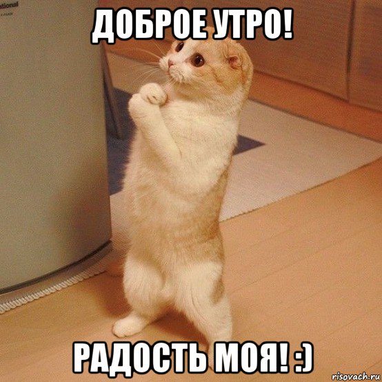 доброе утро! радость моя! :), Мем  котэ молится