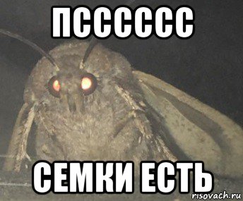 псссссс семки есть, Мем Матылёк