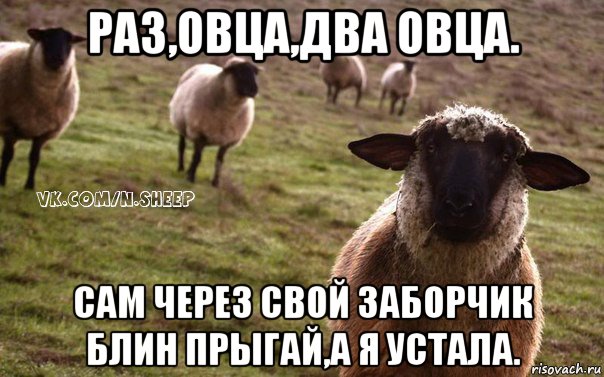 раз,овца,два овца. сам через свой заборчик блин прыгай,а я устала., Мем  Наивная Овца