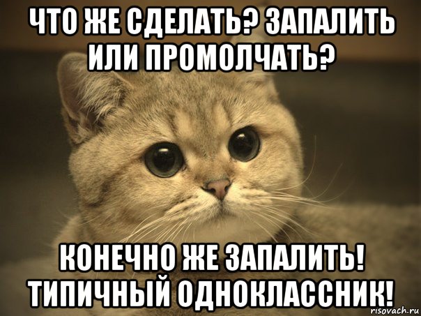 что же сделать? запалить или промолчать? конечно же запалить! типичный одноклассник!, Мем Пидрила ебаная котик