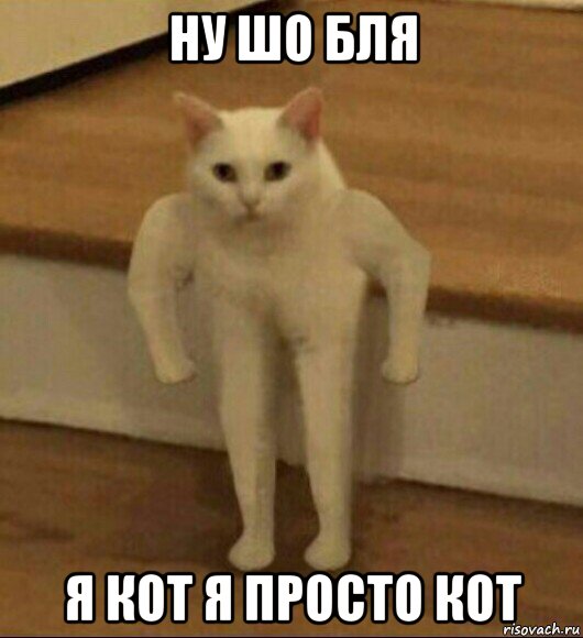 ну шо бля я кот я просто кот, Мем  Полукот