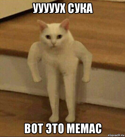 ууууух сука вот это мемас, Мем  Полукот