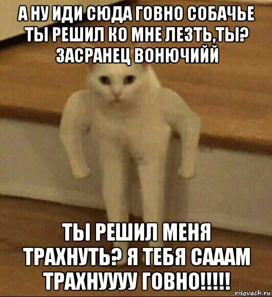 а ну иди сюда говно собачье ты решил ко мне лезть,ты? засранец вонючийй ты решил меня трахнуть? я тебя сааам трахнуууу говно!!!!!, Мем  Полукот