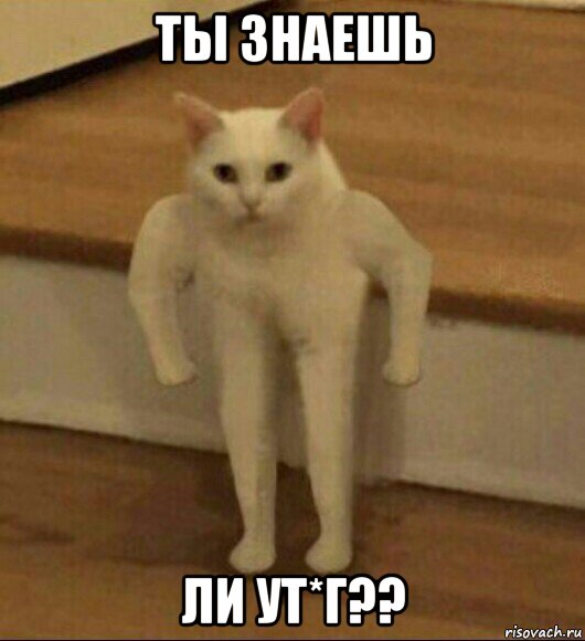 ты знаешь ли ут*г??, Мем  Полукот