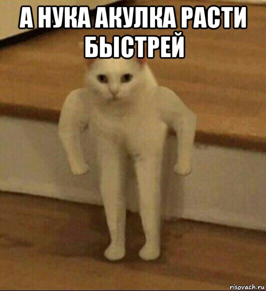 а нука акулка расти быстрей , Мем  Полукот