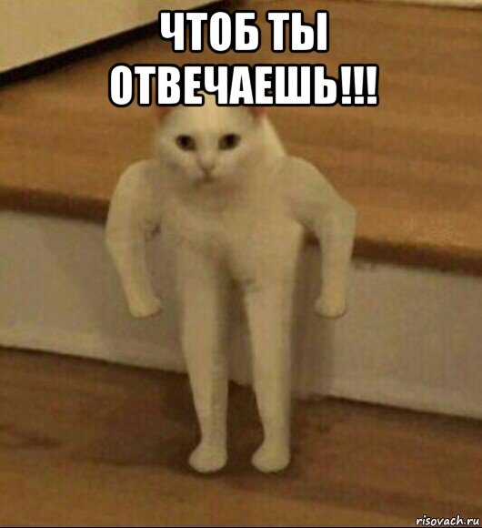 чтоб ты отвечаешь!!! , Мем  Полукот