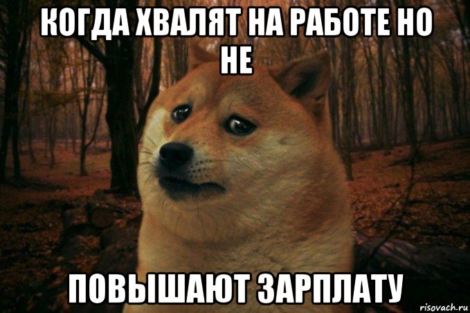 когда хвалят на работе но не повышают зарплату, Мем SAD DOGE