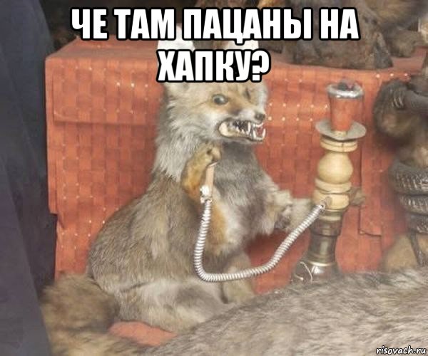 че там пацаны на хапку? 