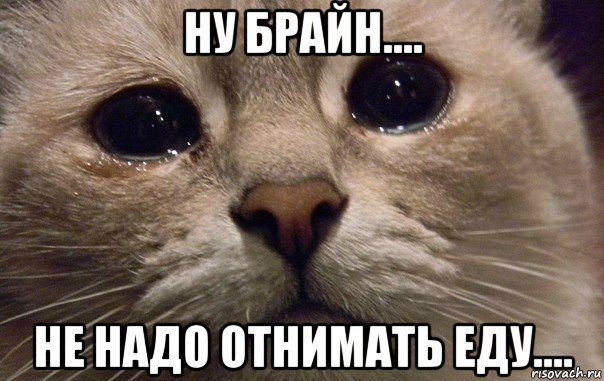 ну брайн.... не надо отнимать еду...., Мем   В мире грустит один котик