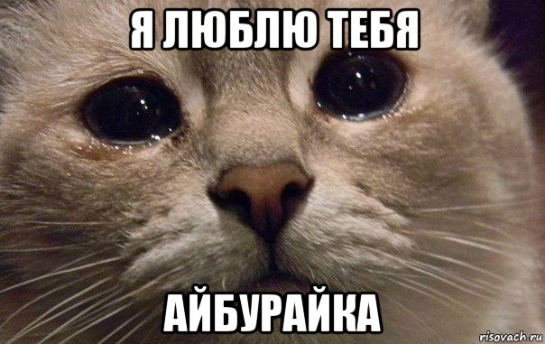 я люблю тебя айбурайка, Мем   В мире грустит один котик