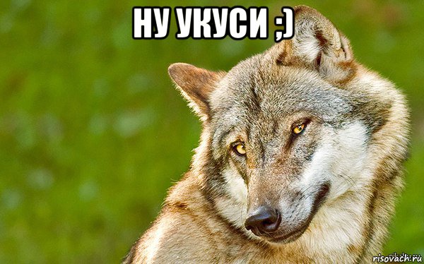 ну укуси ;) , Мем   Volf