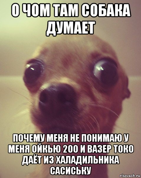 о чом там собака думает почему меня не понимаю у меня ойкью 200 и вазер токо даёт из халадильника сасиську, Мем  Аргументный аргумент