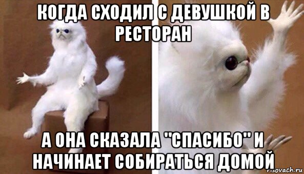 когда сходил с девушкой в ресторан а она сказала "спасибо" и начинает собираться домой, Мем Чучело кота