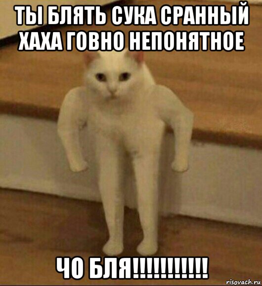 ты блять сука сранный хаха говно непонятное чо бля!!!!!!!!!!!, Мем  Полукот