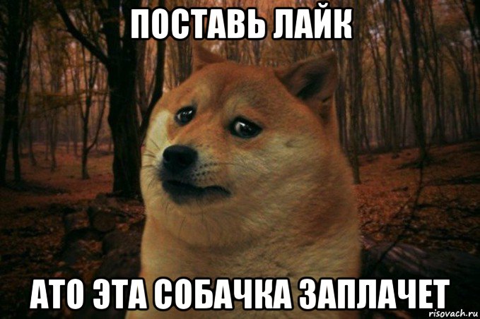 поставь лайк ато эта собачка заплачет, Мем SAD DOGE