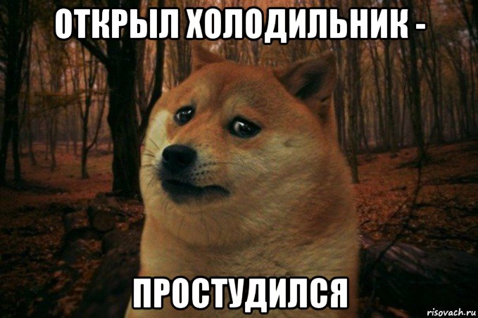 открыл холодильник - простудился, Мем SAD DOGE