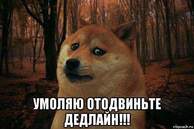  умоляю отодвиньте дедлайн!!!, Мем SAD DOGE