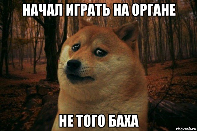 начал играть на органе не того баха, Мем SAD DOGE