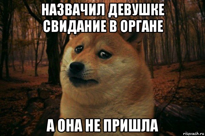 назвачил девушке свидание в органе а она не пришла, Мем SAD DOGE