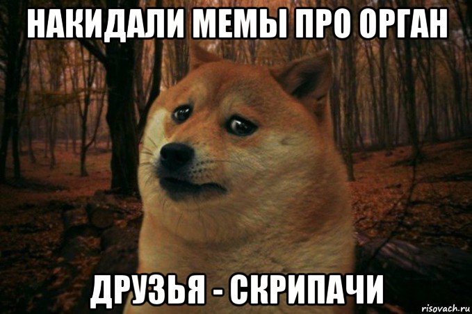 накидали мемы про орган друзья - скрипачи, Мем SAD DOGE