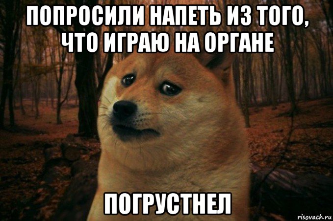 попросили напеть из того, что играю на органе погрустнел, Мем SAD DOGE