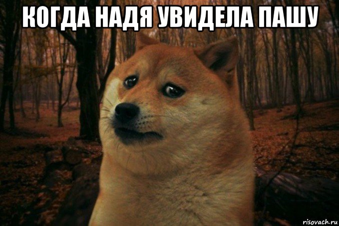 когда надя увидела пашу , Мем SAD DOGE