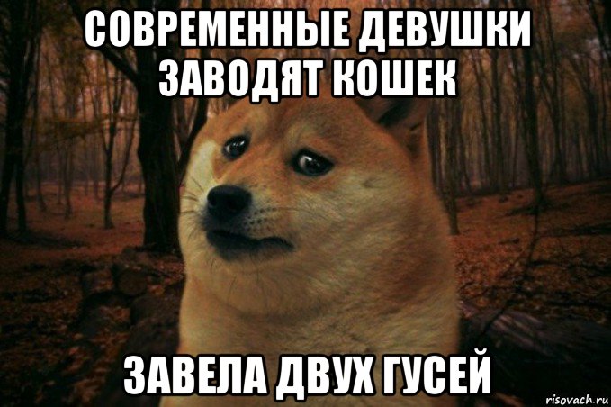 современные девушки заводят кошек завела двух гусей, Мем SAD DOGE