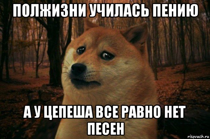 полжизни училась пению а у цепеша все равно нет песен, Мем SAD DOGE