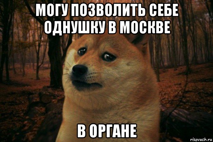 могу позволить себе однушку в москве в органе, Мем SAD DOGE