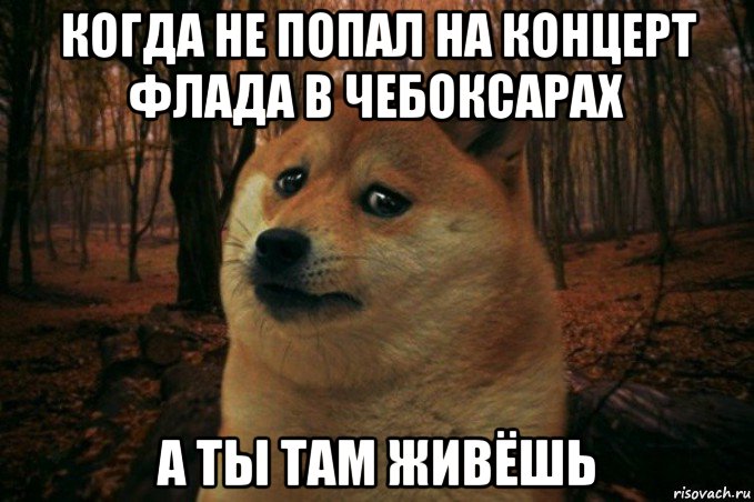 когда не попал на концерт флада в чебоксарах а ты там живёшь, Мем SAD DOGE