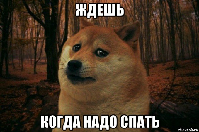 ждешь когда надо спать, Мем SAD DOGE