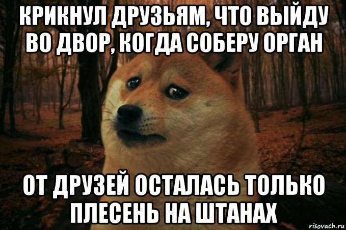 крикнул друзьям, что выйду во двор, когда соберу орган от друзей осталась только плесень на штанах, Мем SAD DOGE