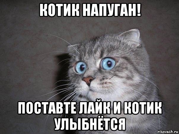 котик напуган! поставте лайк и котик улыбнётся, Мем  удивлённый кот