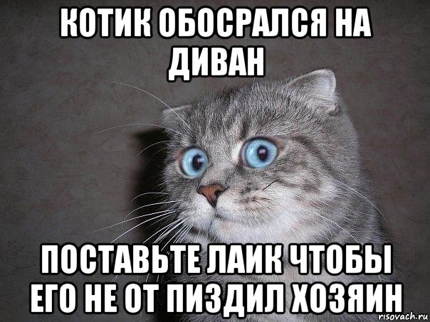 котик обосрался на диван поставьте лаик чтобы его не от пиздил хозяин, Мем  удивлённый кот