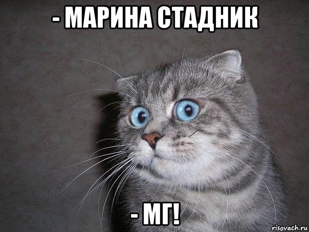 - марина стадник - мг!, Мем  удивлённый кот